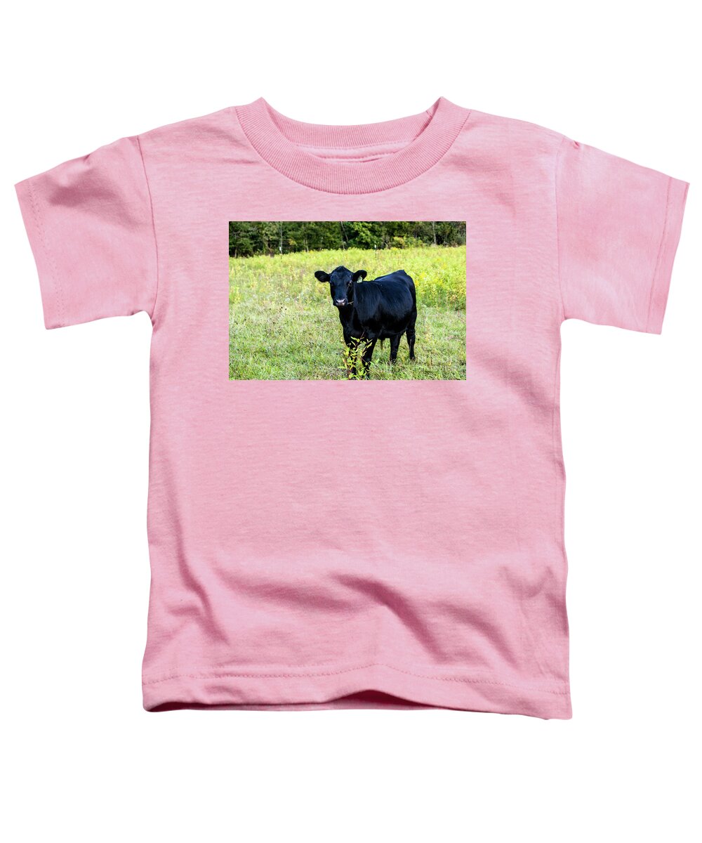 Angus Toddler T-Shirt featuring the photograph Black Angus Steer by Kevin Gladwell