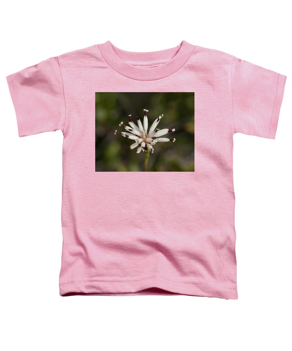 Palafox Toddler T-Shirt featuring the photograph Feay's Palafox by Paul Rebmann