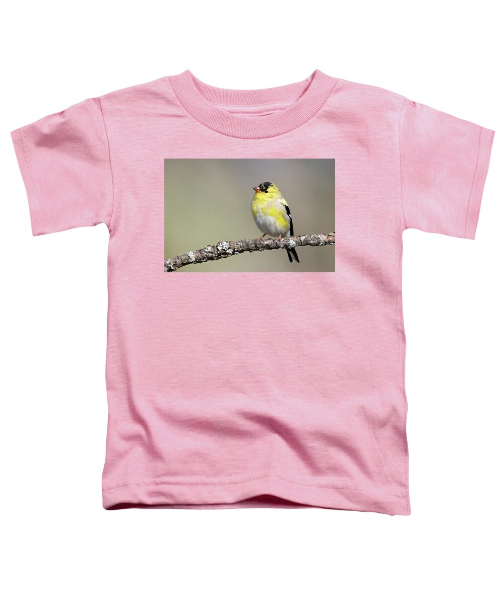 Goldfinch Toddler T-Shirt featuring the photograph Gold Finch by Eilish Palmer