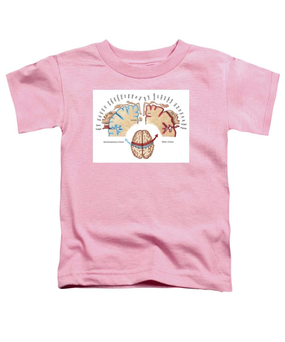 Anatomy Toddler T-Shirt featuring the photograph Homunculus Map by Spencer Sutton