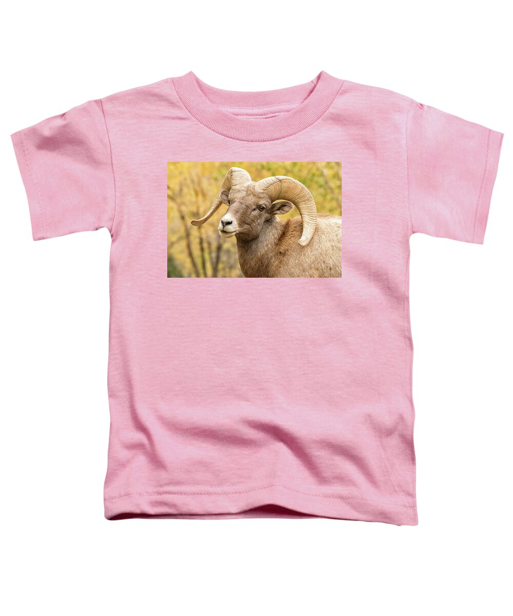 Bighorn Sheep Toddler T-Shirt featuring the photograph Portrait of a Bighorn Sheep Ram in Fall Colors by Tony Hake