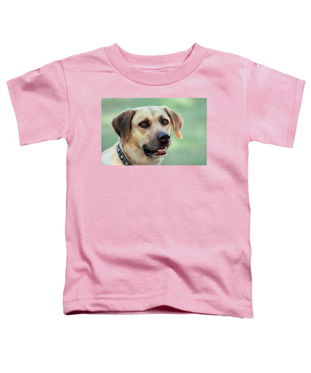 Animals Toddler T-Shirt featuring the photograph Portrait of a Yellow Labrador Retriever by Sheila Brown