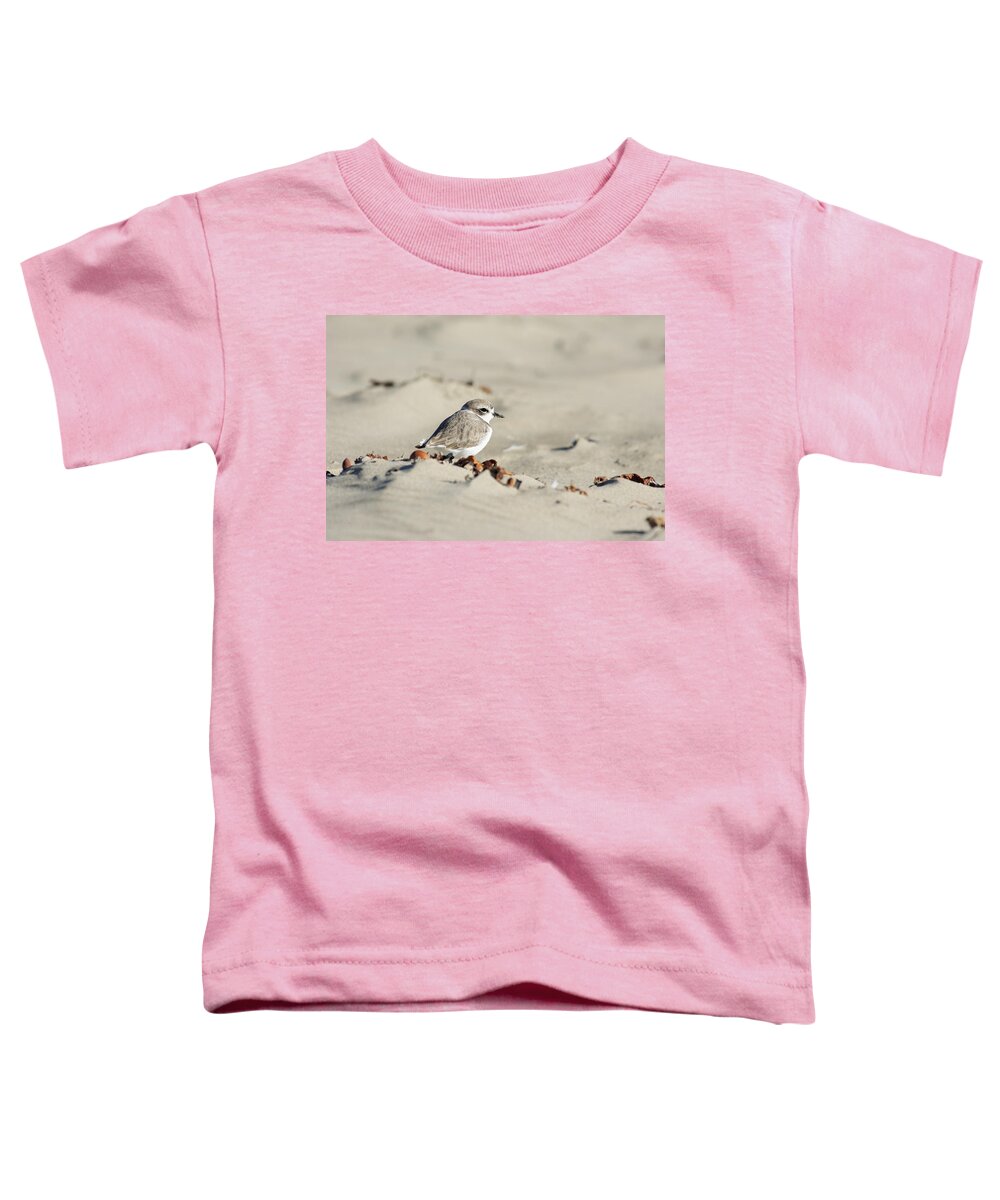 Puff Ball Toddler T-Shirt featuring the photograph Puff Ball -- Western Snowy Plover at Morro Strand State Beach, Morro Bay, California by Darin Volpe