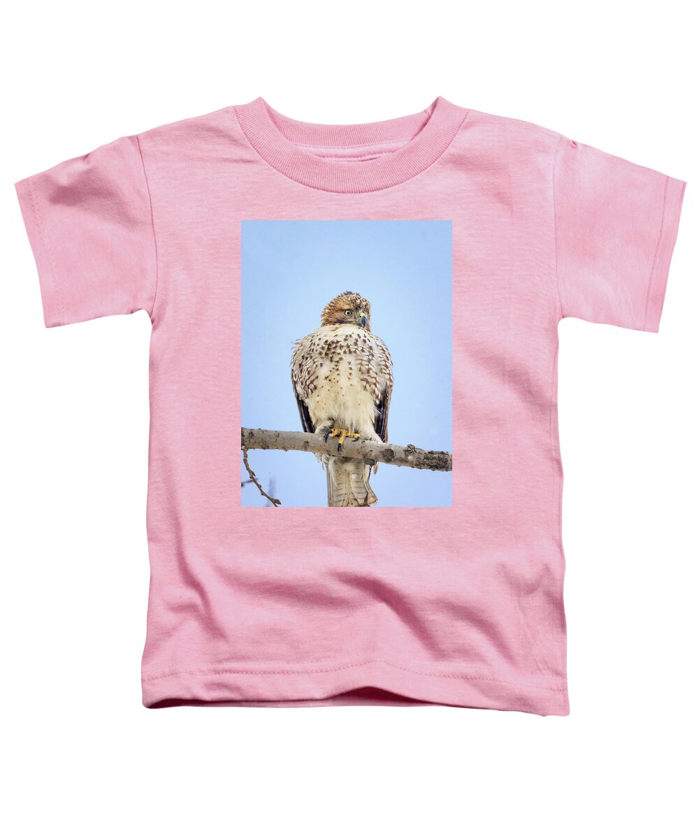 Backyard Toddler T-Shirt featuring the photograph Red Tailed Hawk in Tree by Joni Eskridge