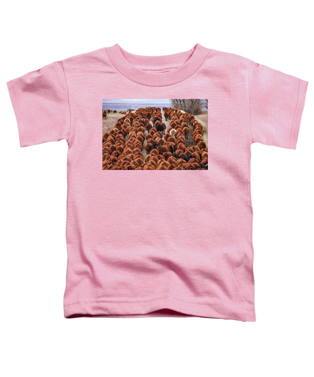 Red Angus Toddler T-Shirt featuring the photograph River of Reds by Todd Klassy