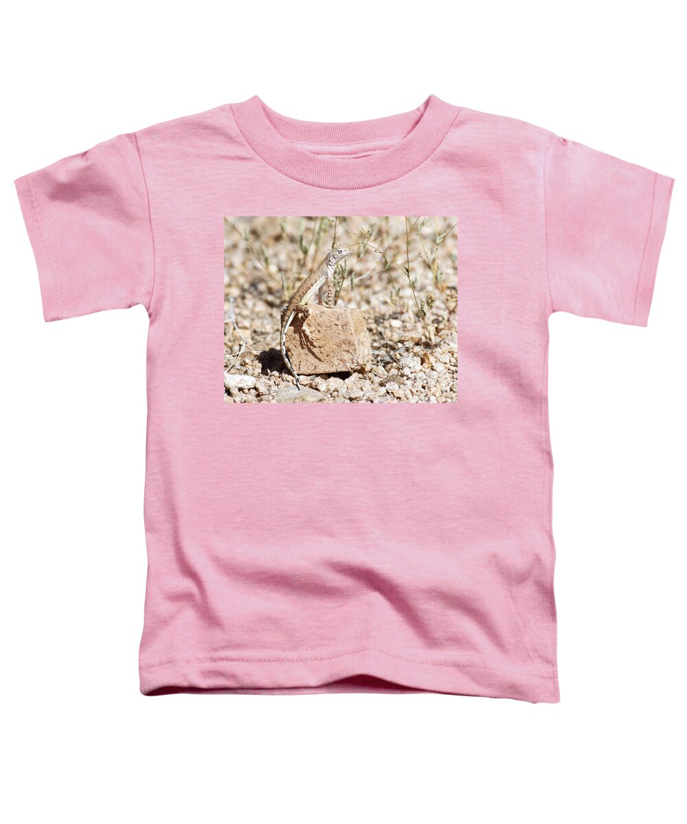 Darin Volpe Nature Toddler T-Shirt featuring the photograph Zebra-Tailed Lizard - Saguaro National Park by Darin Volpe