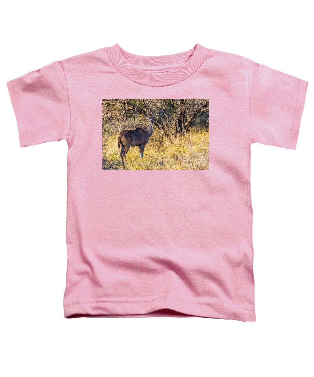 Kudu Toddler T-Shirt featuring the photograph Kudu, Namibia by Lyl Dil Creations