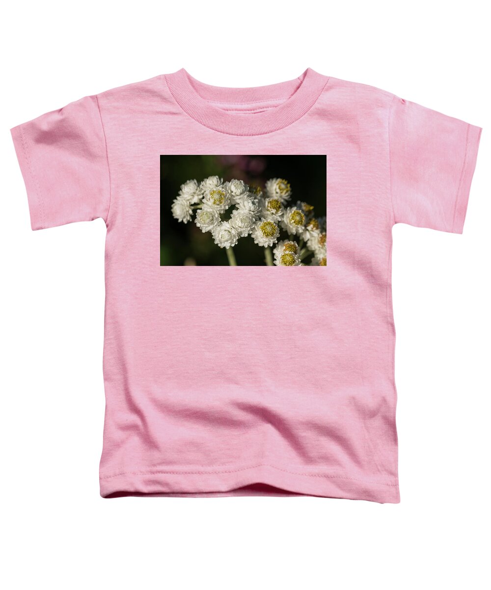 Astoria Toddler T-Shirt featuring the photograph Pearly Everlasting #1 by Robert Potts