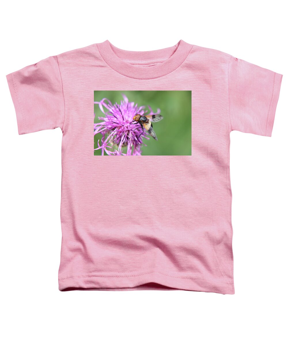 Volucella Pellucens Toddler T-Shirt featuring the photograph A Volucella pellucens pollinating red clover by Vaclav Sonnek
