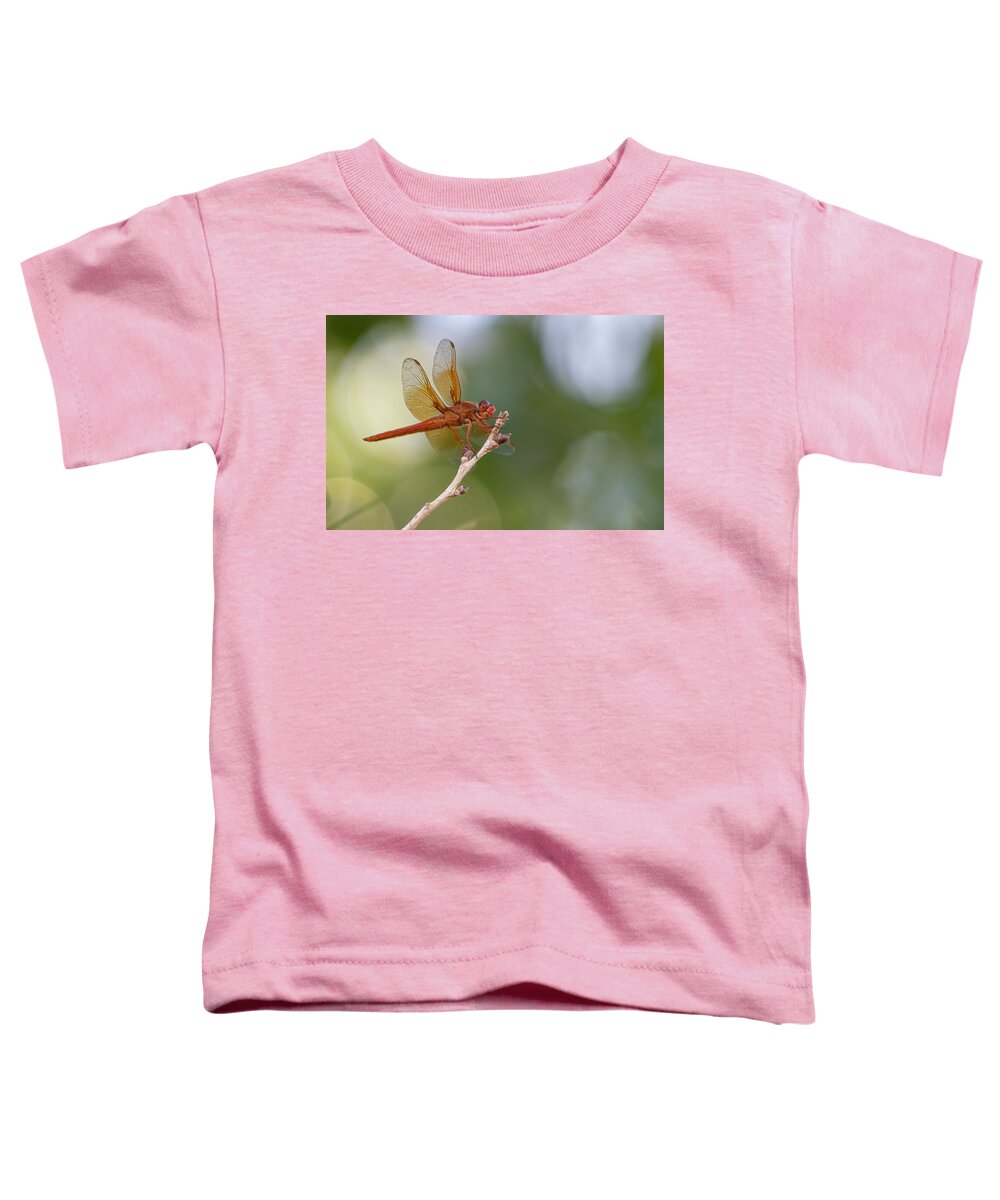 Flame Skimmer Dragonfly Toddler T-Shirt featuring the photograph Flame Skimmer Dragonfly by Rick Mosher