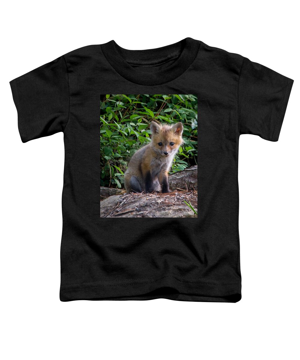 Wildlife Toddler T-Shirt featuring the photograph Baby Fox by Stacy Abbott