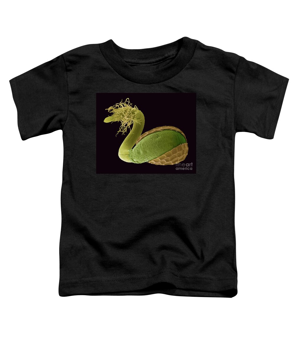 Biological Toddler T-Shirt featuring the photograph Germinating Poppy Seed #1 by Steve Gschmeissner