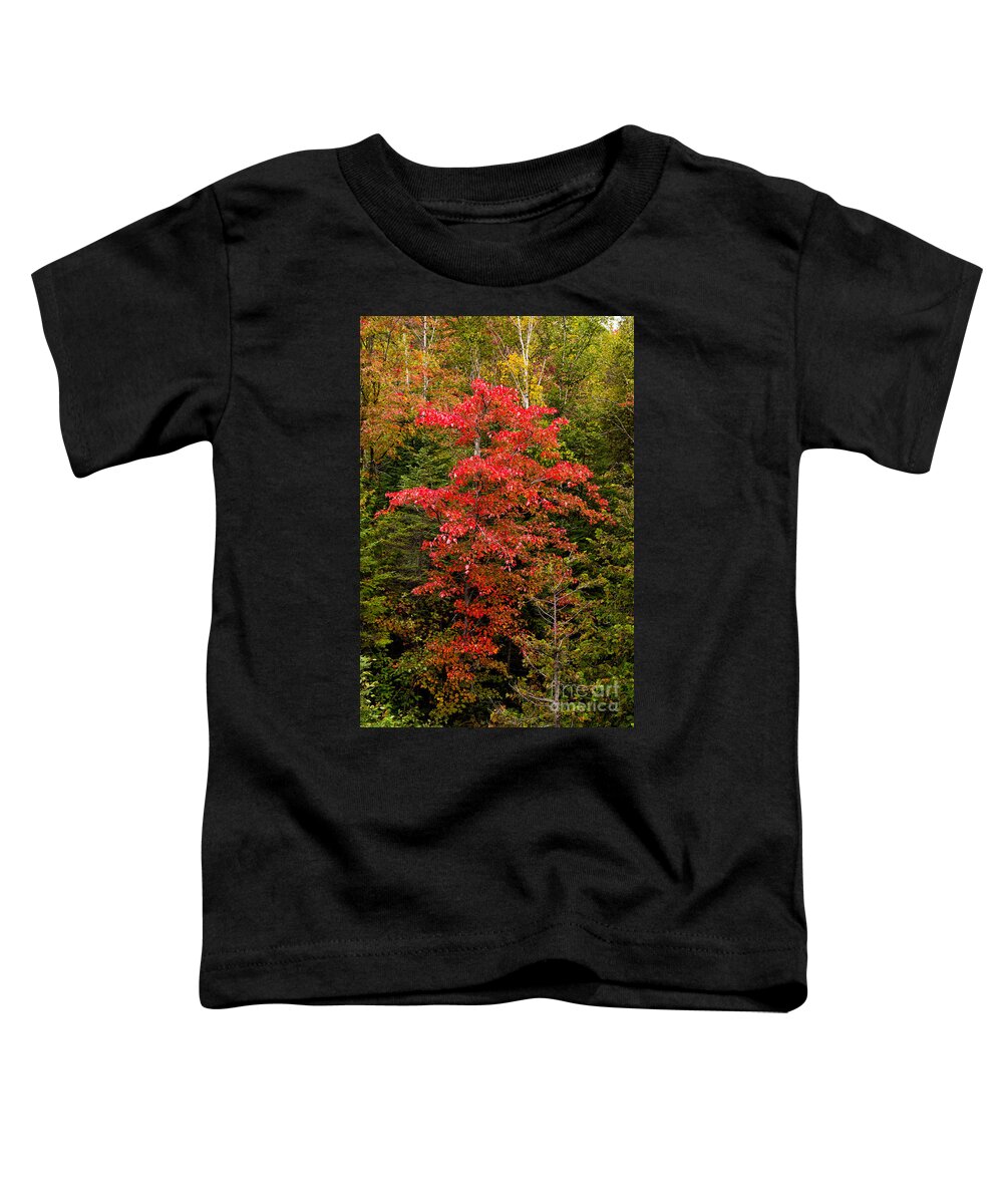 Red Toddler T-Shirt featuring the photograph Red maple tree #1 by Les Palenik