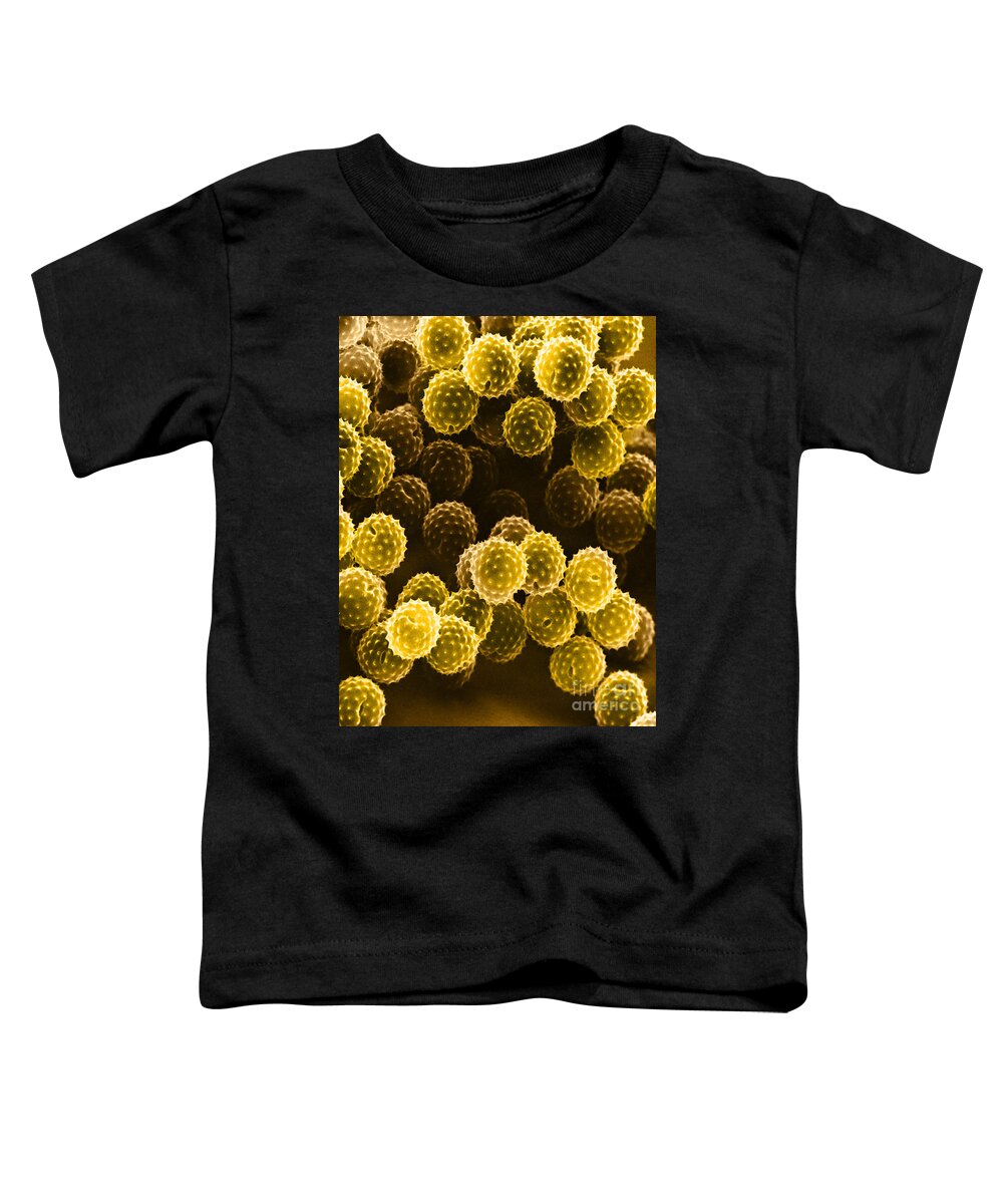 Allergen Toddler T-Shirt featuring the photograph Ragweed Pollen Sem by David M. Phillips / The Population Council
