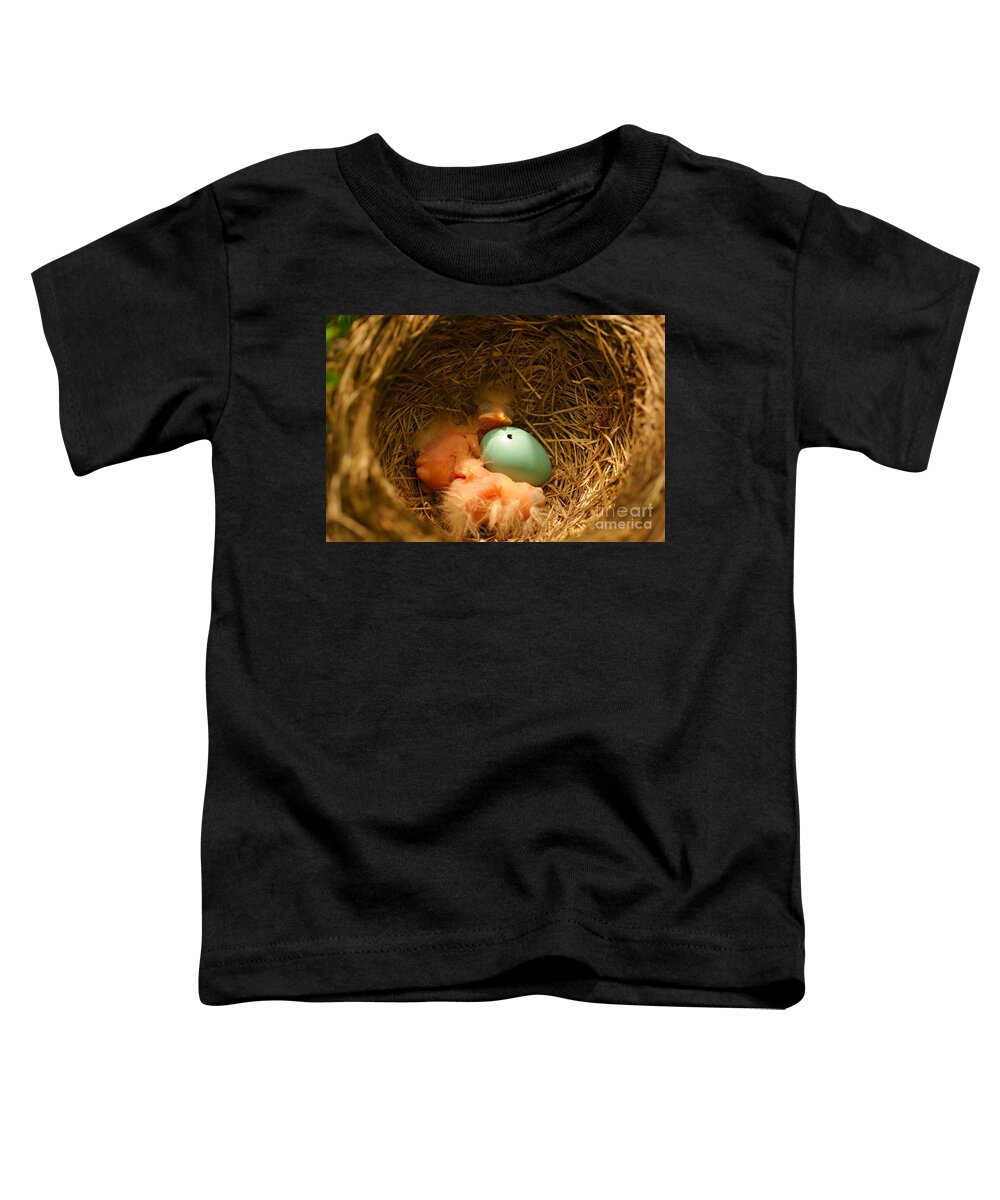 Robins Toddler T-Shirt featuring the photograph Baby Robins2 by Loni Collins