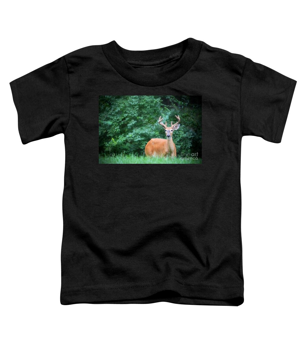Buck Toddler T-Shirt featuring the photograph Beautiful Buck by Peggy Franz
