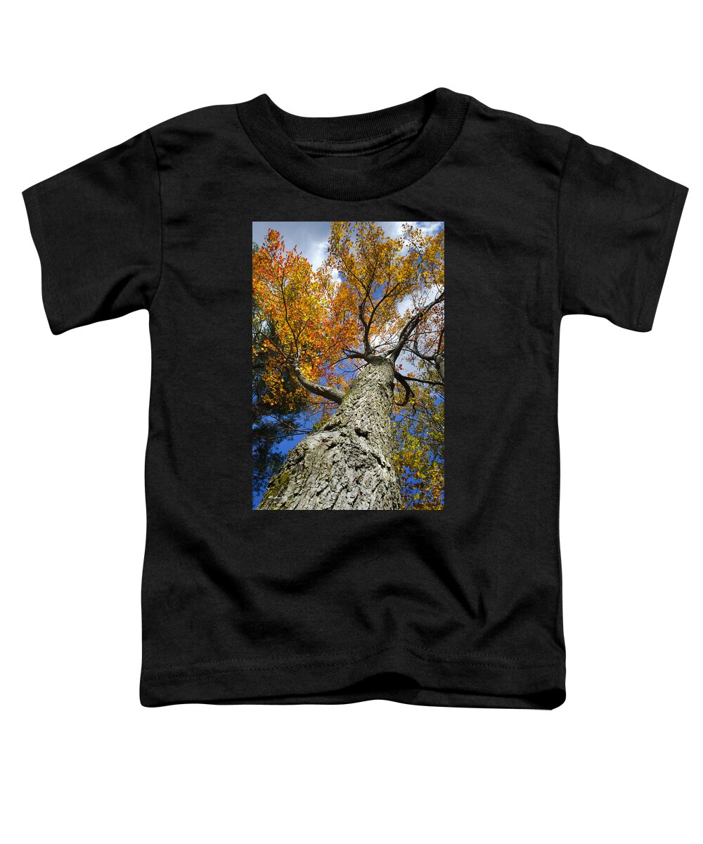 Fall Toddler T-Shirt featuring the photograph Maple Tree In Fall by Christina Rollo