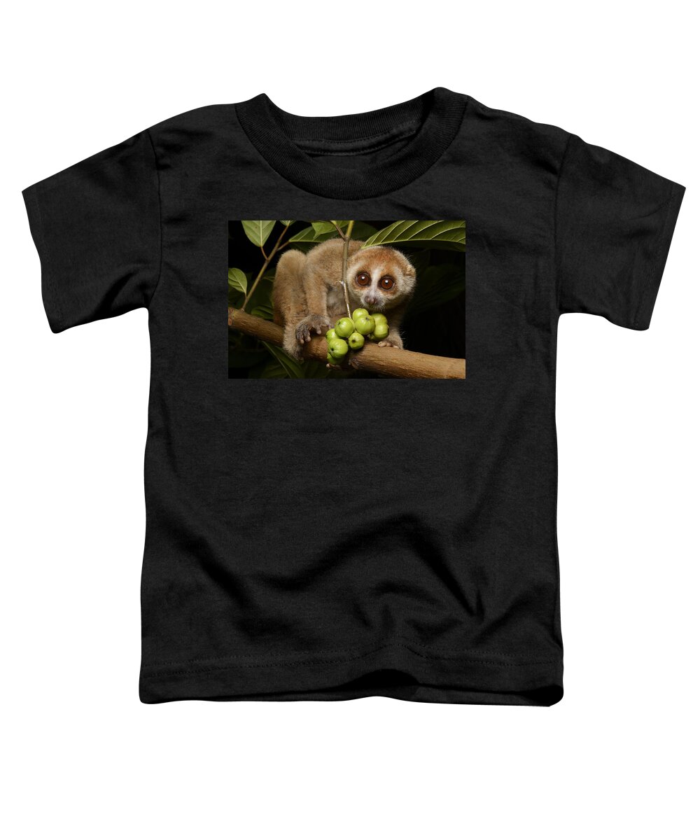 Feb0514 Toddler T-Shirt featuring the photograph Bornean Slow Loris At Night Kuching by Ch'ien Lee