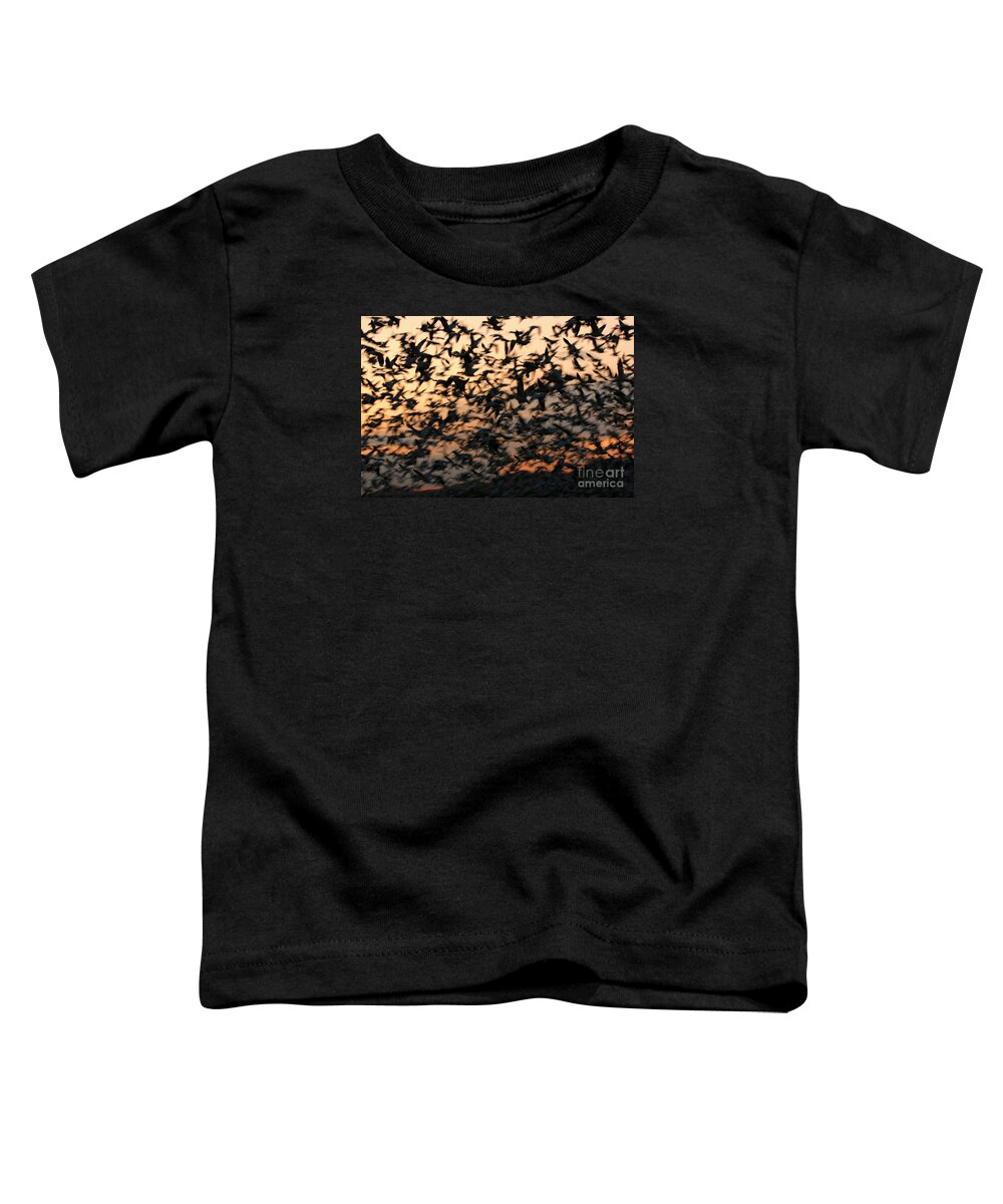 Snow Geese Toddler T-Shirt featuring the photograph Bosque Sunrise Blastoff by John F Tsumas