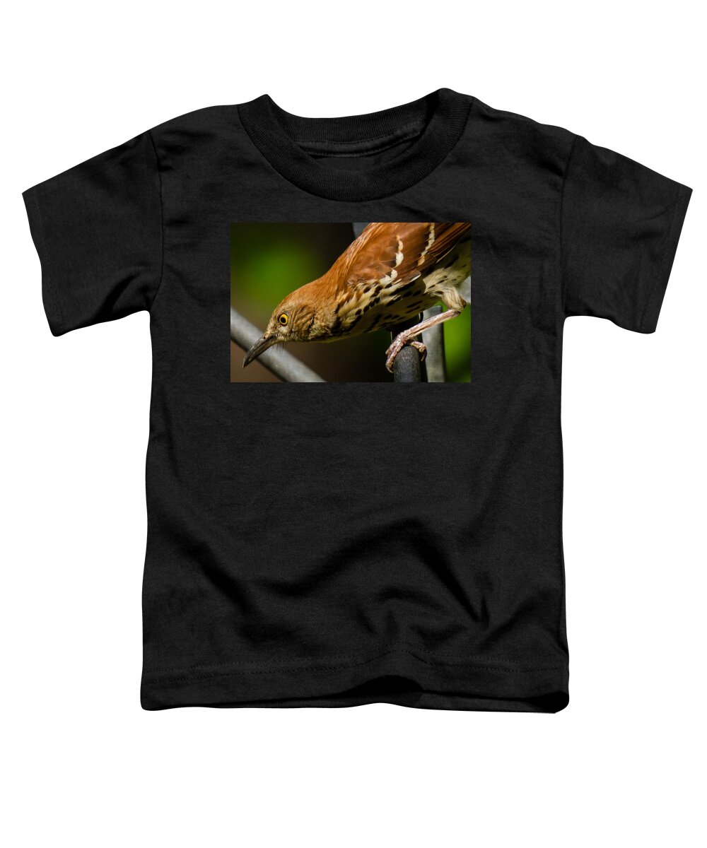 Brown Thrasher Toddler T-Shirt featuring the photograph Brown Thrasher by Robert L Jackson