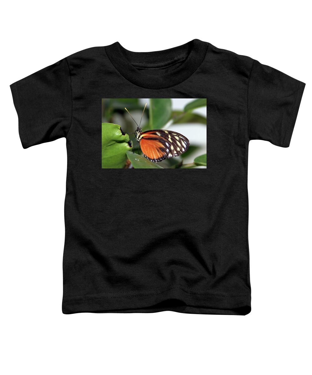 Butterfly Toddler T-Shirt featuring the photograph Key West Butterfly 2 by Bob Slitzan