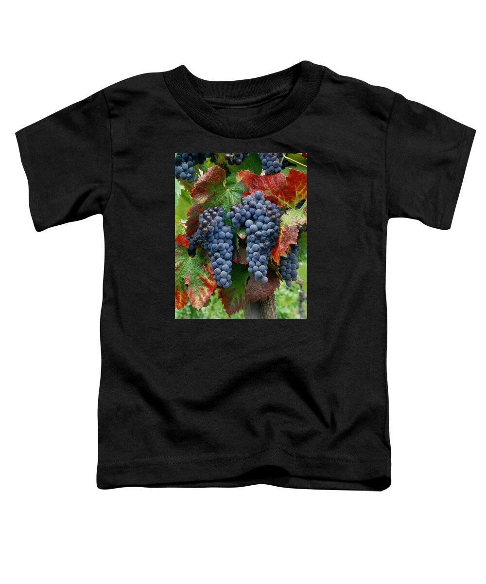 Cabernet Sauvignon Grapes Toddler T-Shirt featuring the photograph 5B6374-Cabernet Sauvignon Grapes at Harvest by Ed Cooper Photography