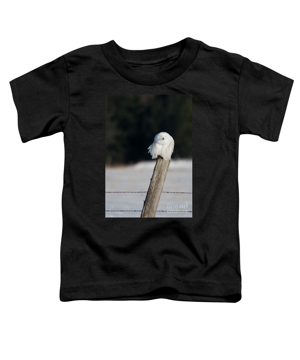 Snowy Owl Toddler T-Shirt featuring the photograph Cheeky Snowy by Cheryl Baxter