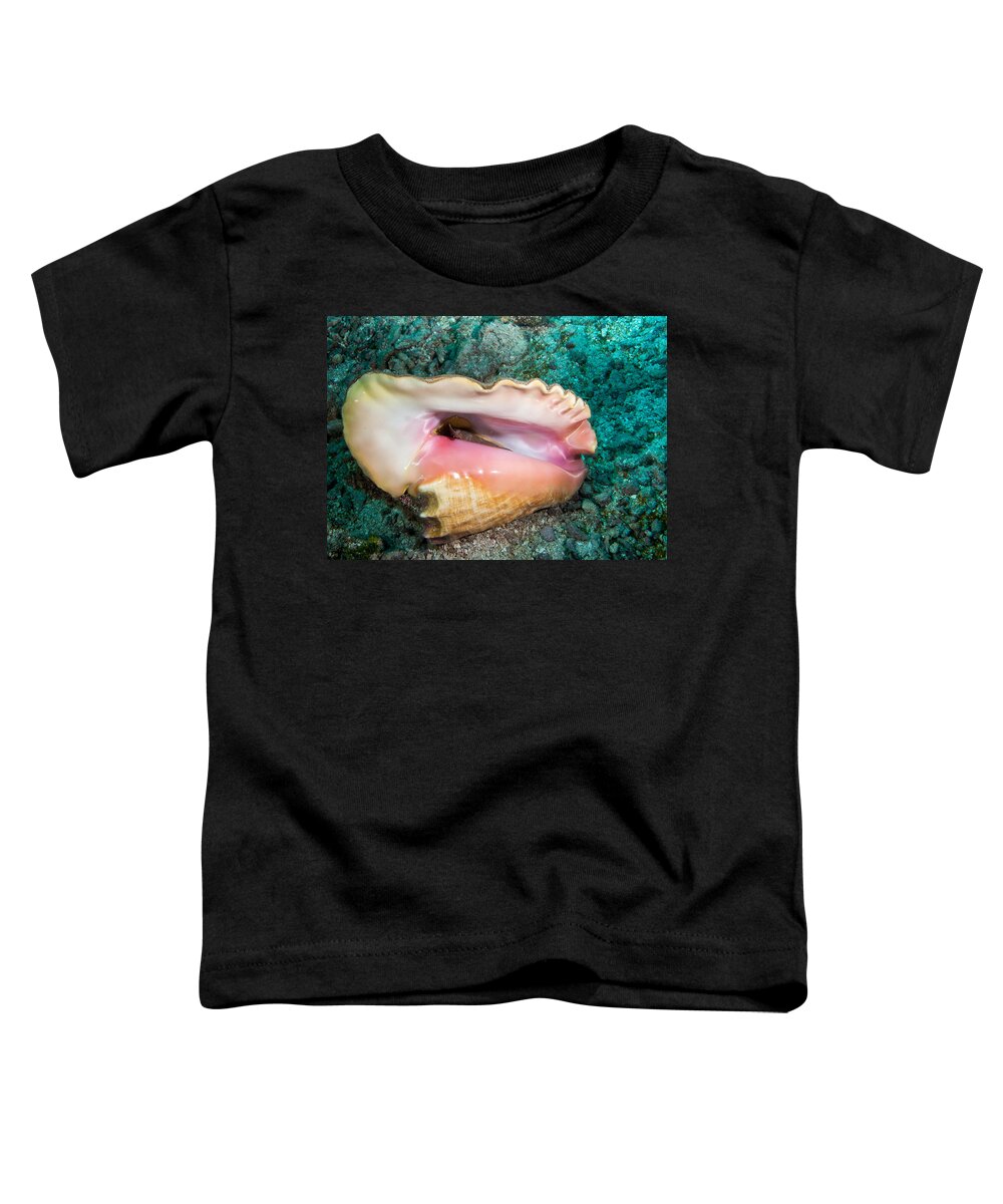 Belize Toddler T-Shirt featuring the photograph Conch by Jean Noren