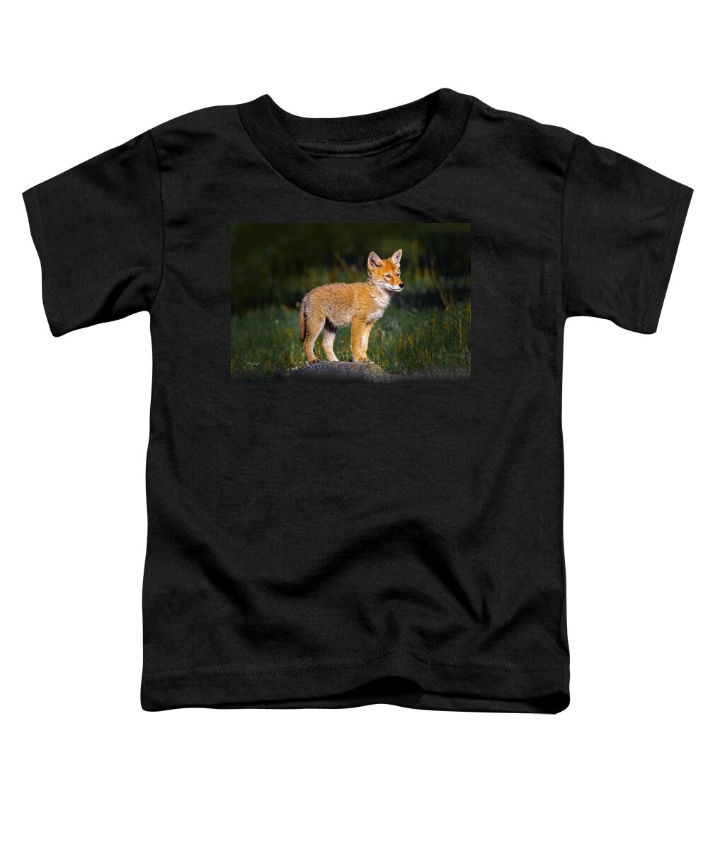 Coyote Toddler T-Shirt featuring the photograph Coyote Pup by Fred J Lord