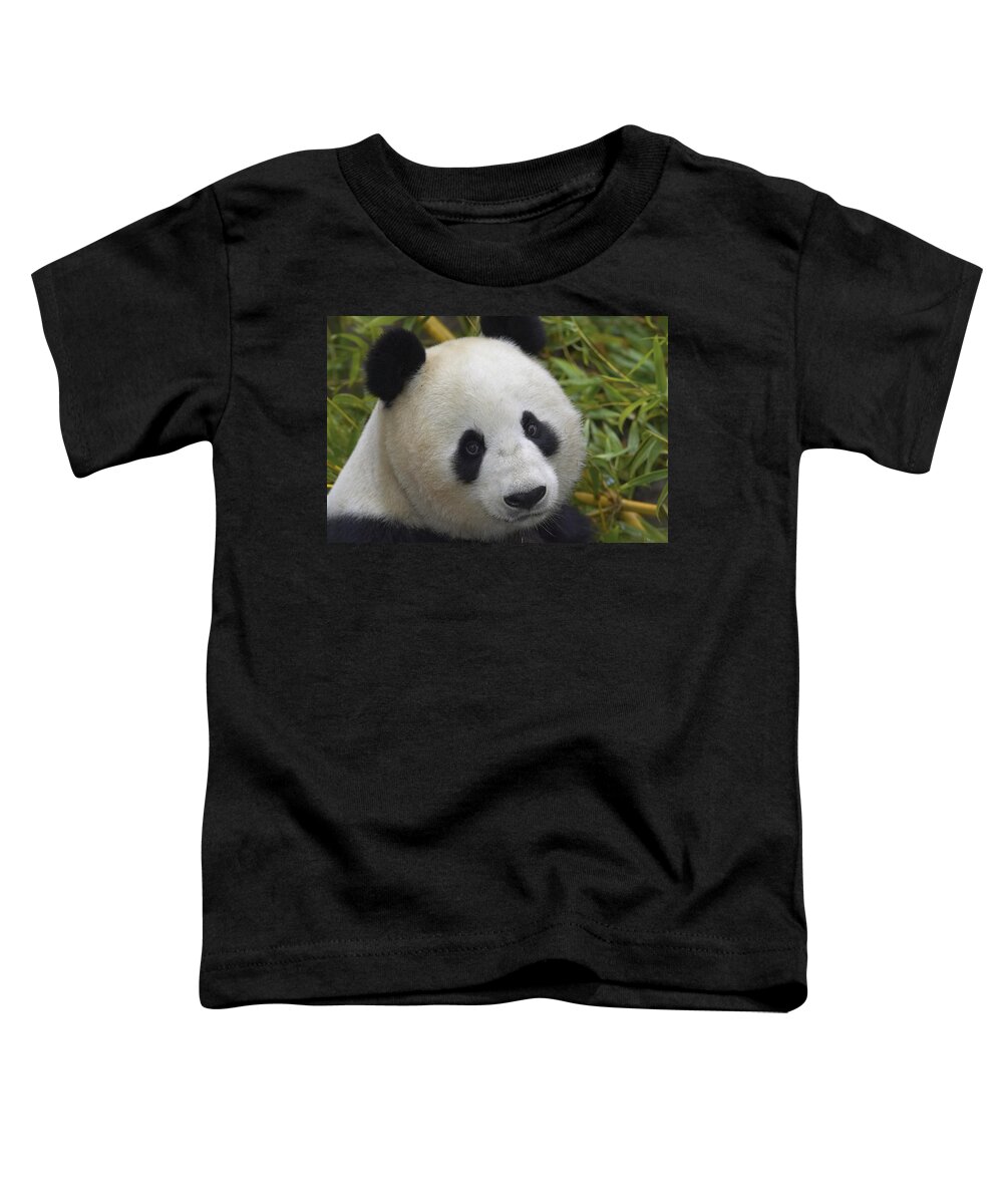 Feb0514 Toddler T-Shirt featuring the photograph Giant Panda Portrait by San Diego Zoo