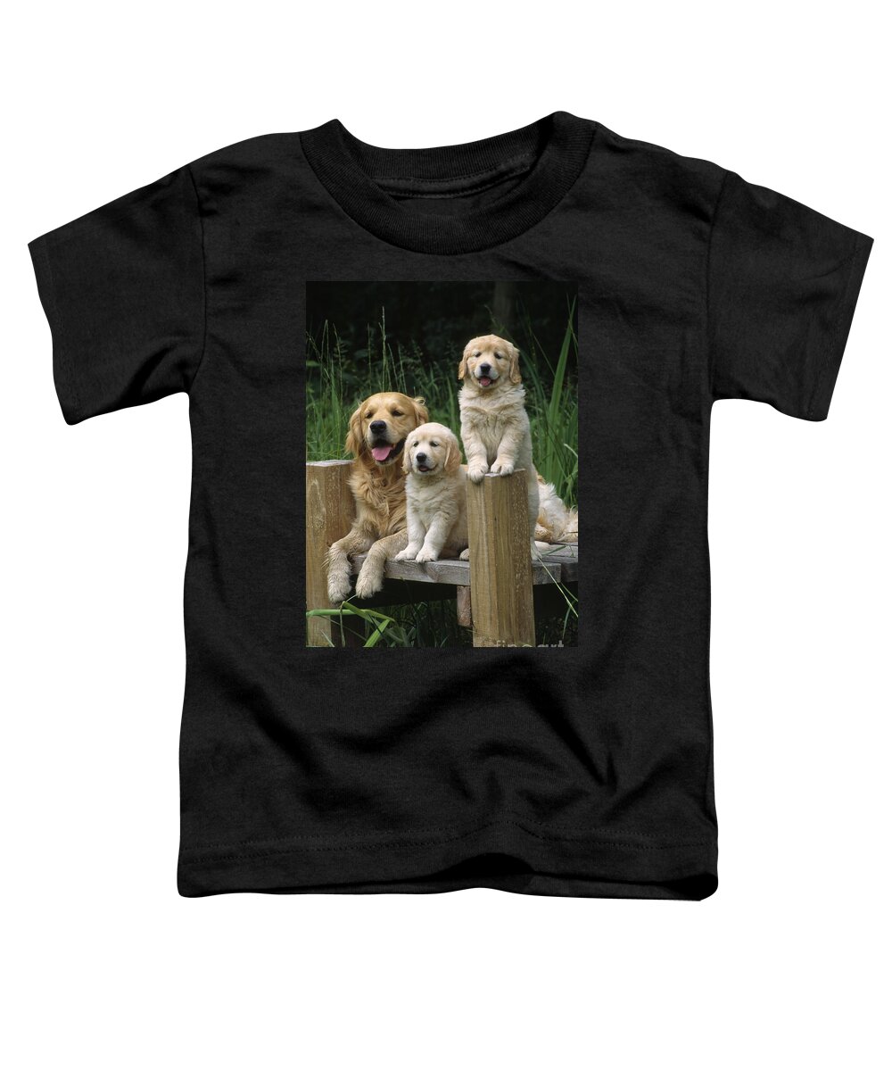 Golden Retriever Toddler T-Shirt featuring the photograph Golden Retriever Dog With Puppies by John Daniels