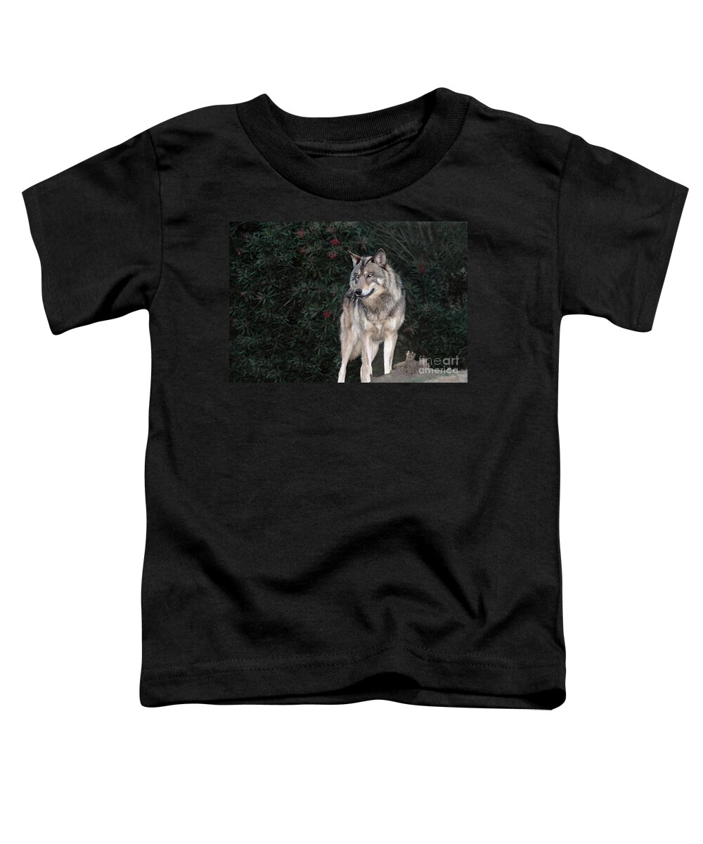 Gray Wolf Toddler T-Shirt featuring the photograph Gray Wolf Endangered Species Wildlife Rescue by Dave Welling