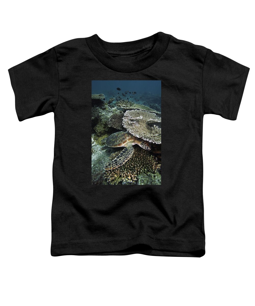 Feb0514 Toddler T-Shirt featuring the photograph Green Sea Turtle On Coral Reef Sipadan by Hiroya Minakuchi