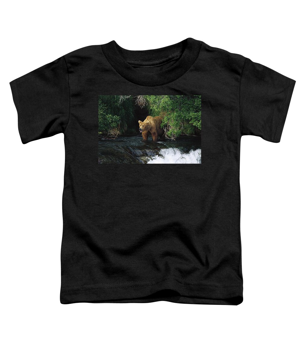 Feb0514 Toddler T-Shirt featuring the photograph Grizzly Bear Fishing Brooks River Falls by Konrad Wothe