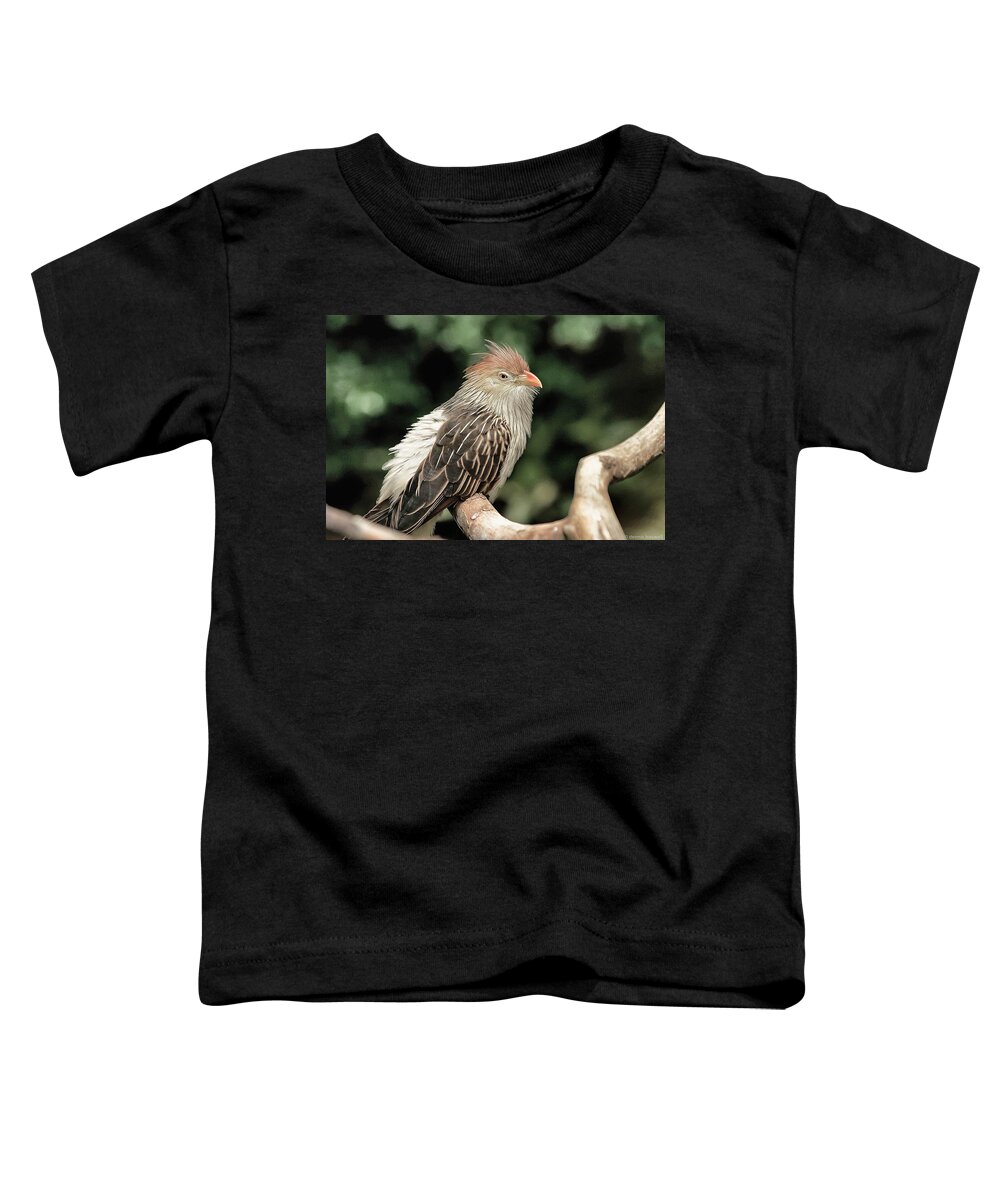 Tropical Birds Toddler T-Shirt featuring the photograph Guira cuckoo by Dennis Baswell
