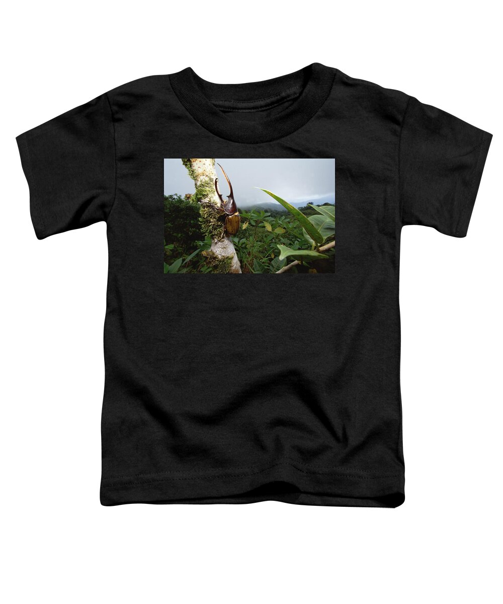 Feb0514 Toddler T-Shirt featuring the photograph Hercules Scarab Beetle In Rainforest by Mark Moffett