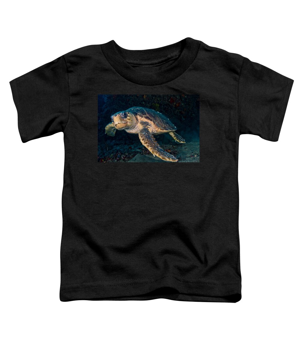 Angle Toddler T-Shirt featuring the photograph Loggerhead Turtle Under Ledge by Sandra Edwards
