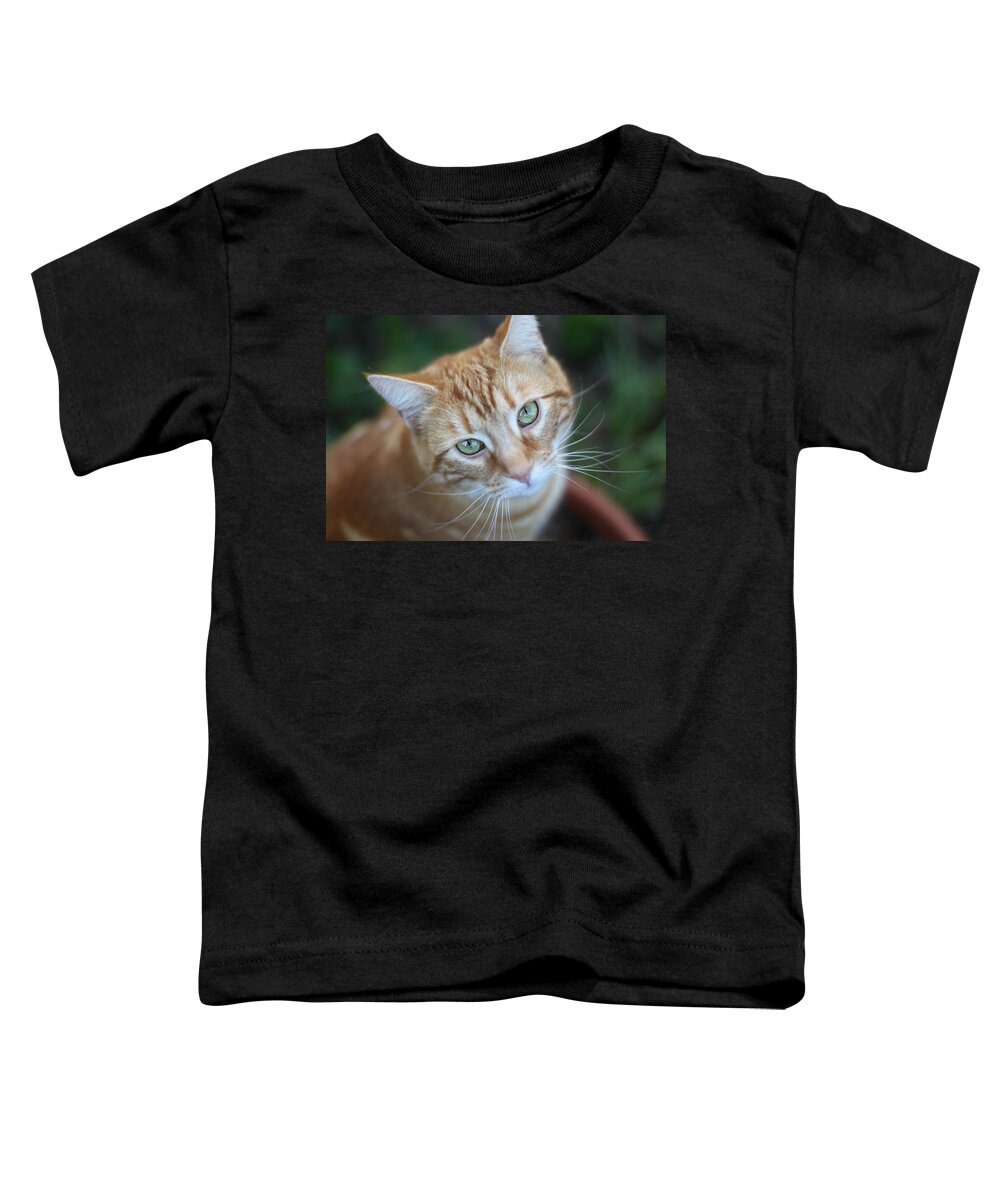 Kitten Toddler T-Shirt featuring the photograph Miss Lucy McGillicuddy by Melanie Lankford Photography