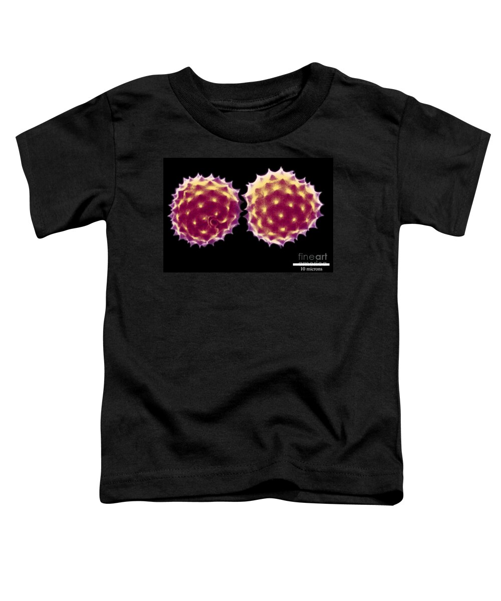 Ragweed Toddler T-Shirt featuring the photograph Ragweed Pollen Grains by Scott Camazine
