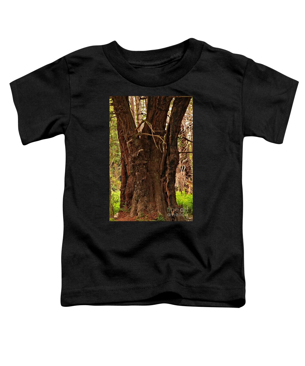 Julia Pfeiffer Burns Toddler T-Shirt featuring the photograph Redwood At Pfeiffer Burns by Adam Jewell