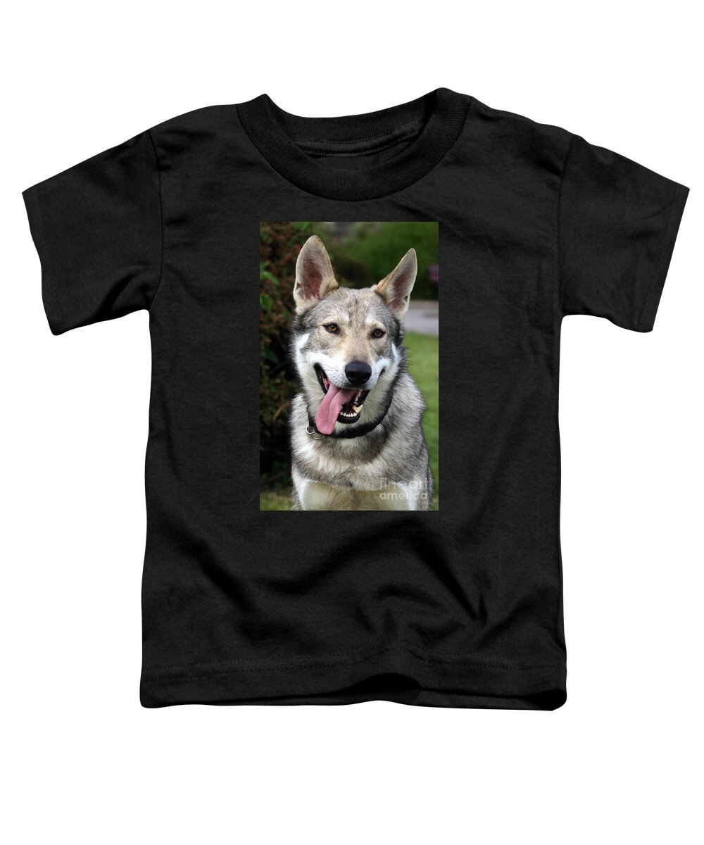 Saarloos Wolfhond Toddler T-Shirt featuring the photograph Saarloos Wolfhond by Brinkmann/Okapia