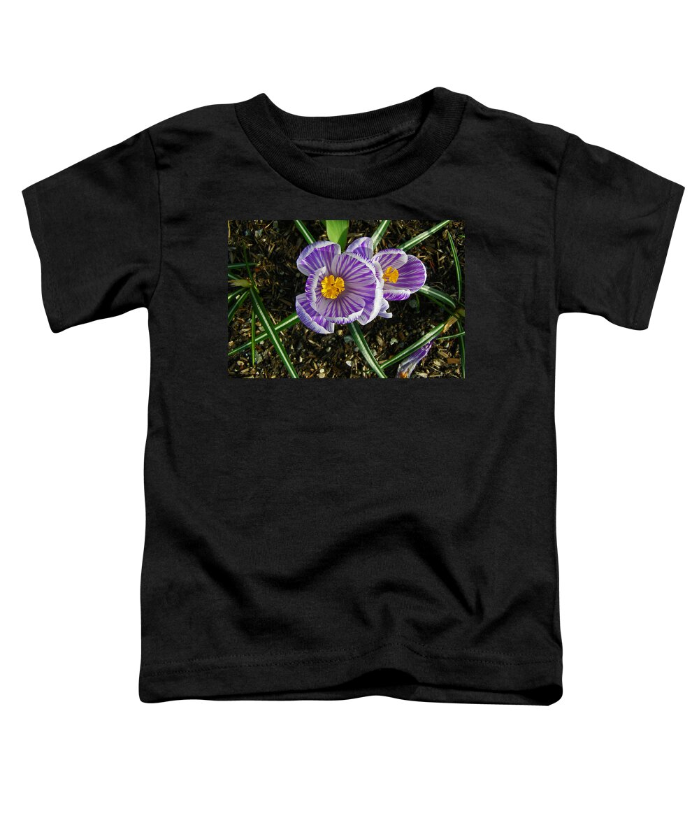 Crocus Toddler T-Shirt featuring the photograph Striped Crocus by Tikvah's Hope