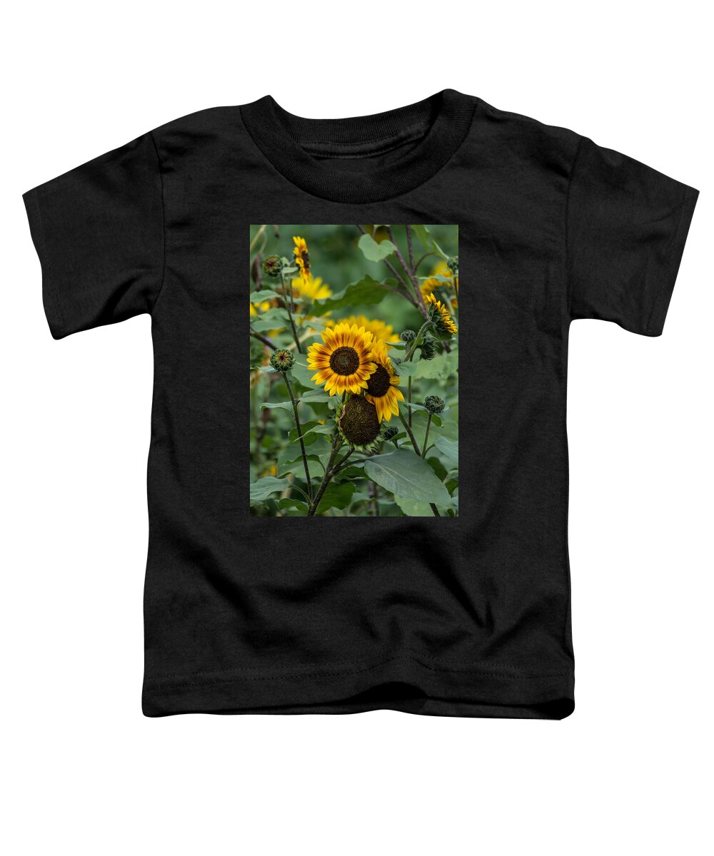 Flowers Toddler T-Shirt featuring the photograph Striped Sunflower by Guy Whiteley