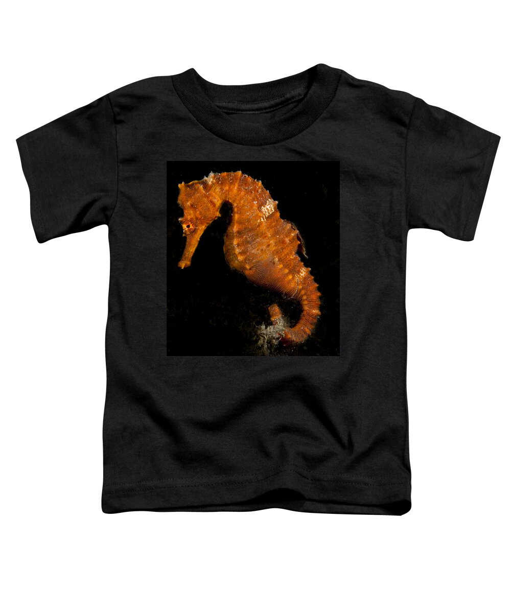 Seahorse Toddler T-Shirt featuring the photograph The Bright Orange Seahorse by Sandra Edwards