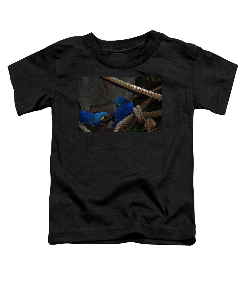 Blue Toddler T-Shirt featuring the photograph Very Blue Birds by Joseph Desiderio