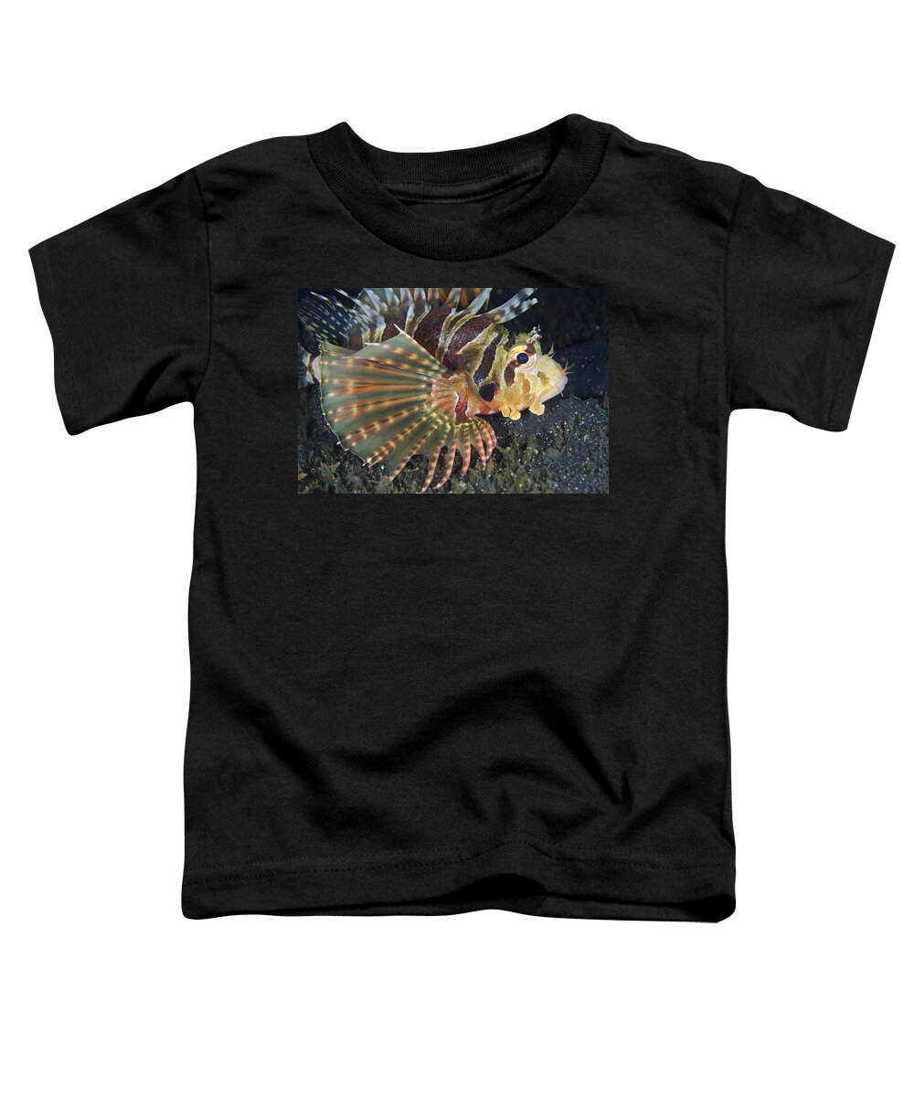 Flpa Toddler T-Shirt featuring the photograph Zebra Lionfish Lembeh Straits by Colin Marshall