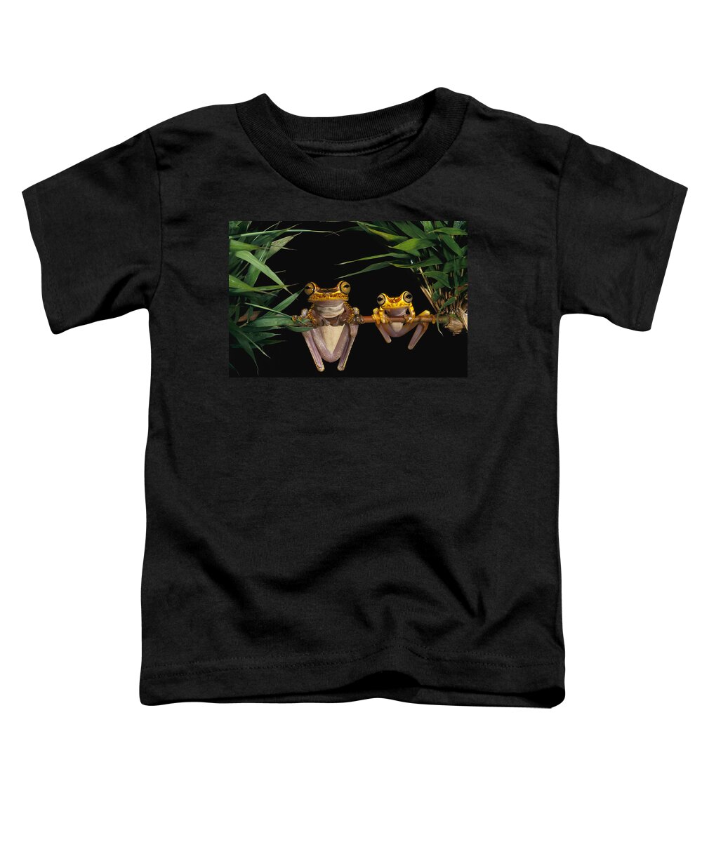 Mp Toddler T-Shirt featuring the photograph Chachi Tree Frog Hyla Picturata Pair #1 by Pete Oxford
