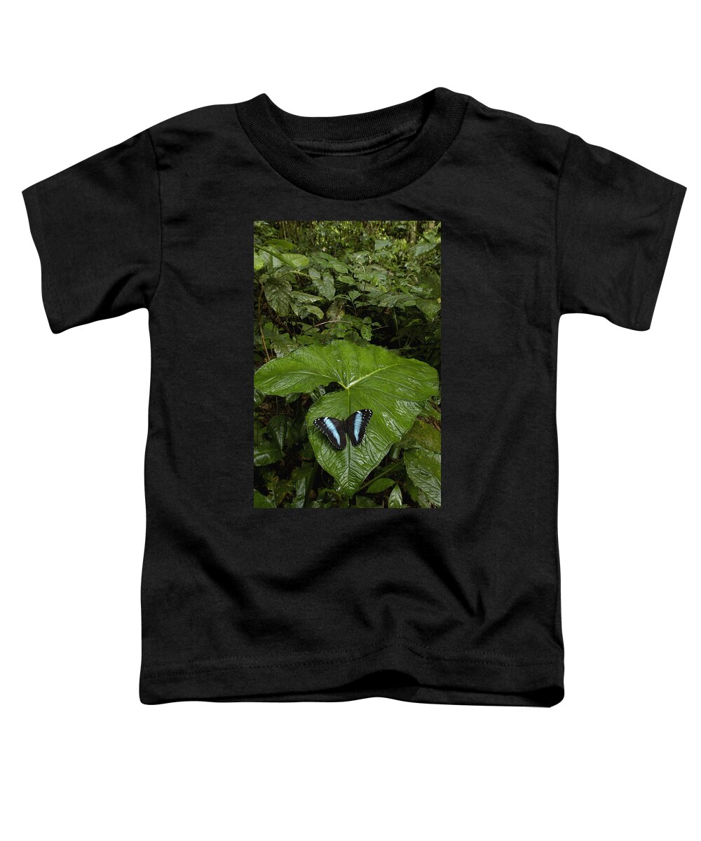 Mp Toddler T-Shirt featuring the photograph Morpho Butterfly Morpho Achilles #1 by Pete Oxford