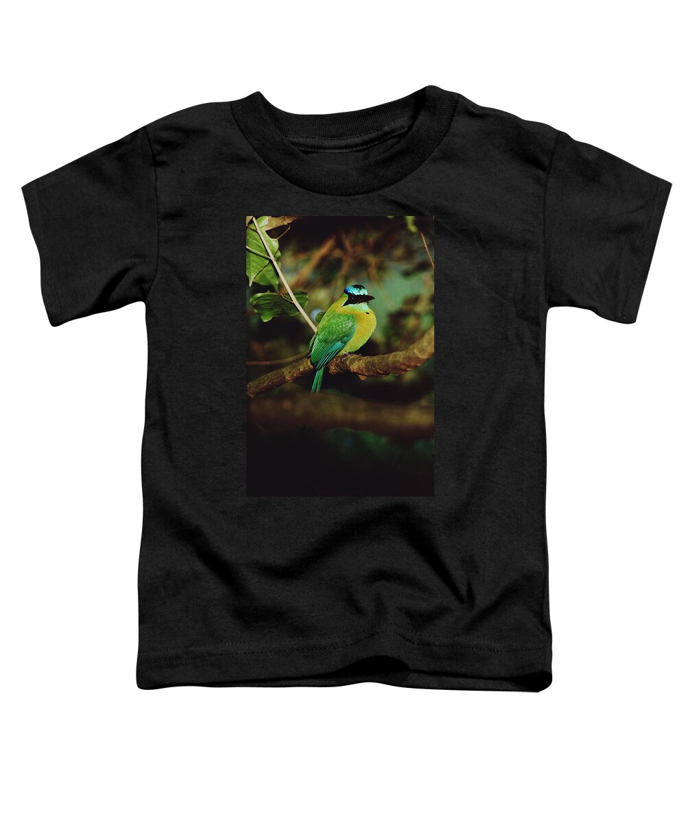 Mp Toddler T-Shirt featuring the photograph Blue-crowned Motmot Momotus Momota by Mark Moffett