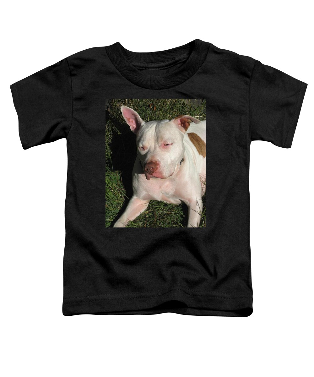 Dogs Toddler T-Shirt featuring the photograph Brown Nosed Dog by Sue Halstenberg
